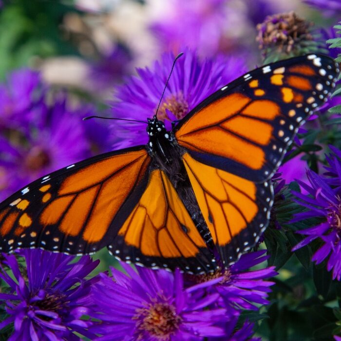 Monarch_56_1400x700_7881b9ab-d7ff-4d21-9831-0341aa631938